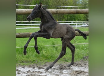 Hanoverian, Mare, Foal (05/2023), 17 hh, Black