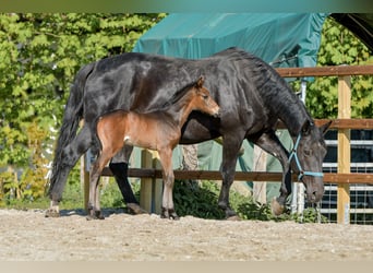 Hanoverian, Mare, Foal (04/2024), 17 hh, Brown