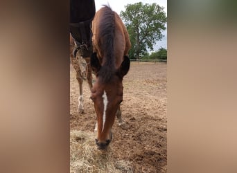 Hanoverian, Mare, , 17 hh, Brown