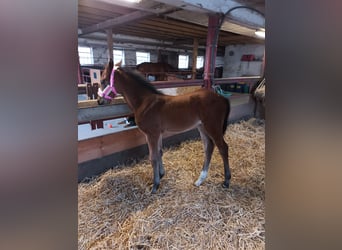 Hanoverian, Mare, , 17 hh, Brown