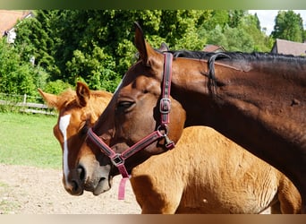 Hanoverian, Mare, Foal (03/2025), 17 hh, Chestnut-Red