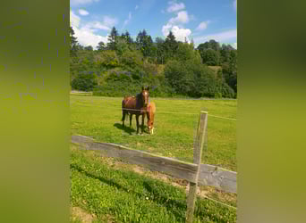 Hanoverian, Mare, Foal (03/2025), 17 hh, Chestnut-Red