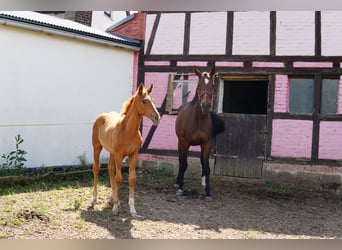Hanoverian, Mare, Foal (03/2025), 17 hh, Chestnut-Red