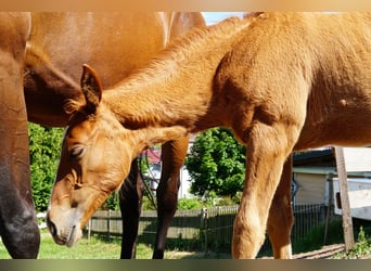 Hanoverian, Mare, Foal (03/2025), 17 hh, Chestnut-Red