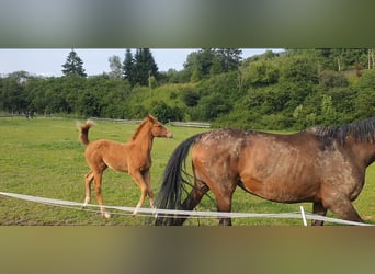 Hanoverian, Mare, Foal (03/2025), 17 hh, Chestnut-Red