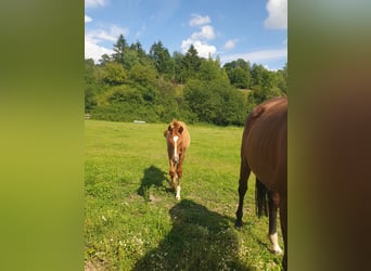 Hanoverian, Mare, Foal (03/2025), 17 hh, Chestnut-Red