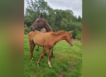 Hanoverian, Mare, Foal (03/2025), 17 hh, Chestnut-Red
