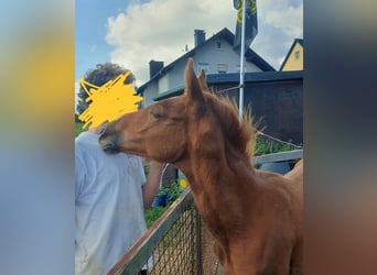 Hanoverian, Mare, Foal (03/2025), 17 hh, Chestnut-Red