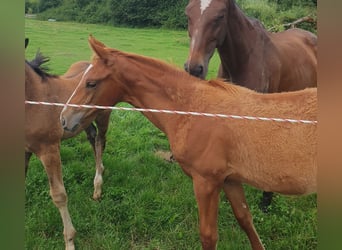 Hanoverian, Mare, Foal (03/2025), 17 hh, Chestnut-Red