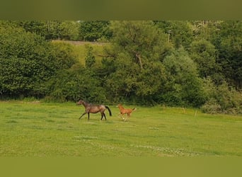 Hanoverian, Mare, Foal (03/2025), 17 hh, Chestnut-Red