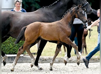 Hanoverian, Mare, Foal (05/2025), Bay-Dark