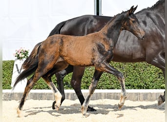 Hanoverian, Mare, Foal (04/2025), Bay-Dark