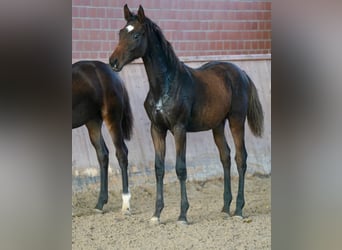 Hanoverian, Mare, Foal (03/2026), Bay-Dark