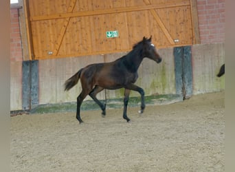 Hanoverian, Mare, Foal (03/2026), Bay-Dark