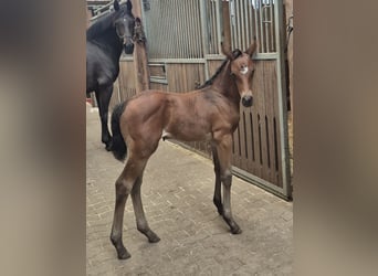 Hanoverian, Mare, Foal (06/2026), Bay-Dark