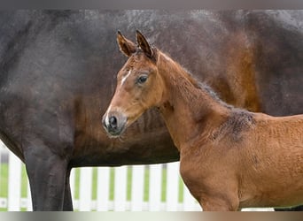 Hanoverian, Mare, , Bay-Dark