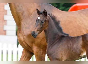 Hanoverian, Mare, , Bay-Dark