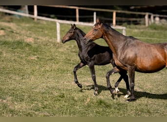Hanoverian, Mare, Foal (04/2025), Bay-Dark