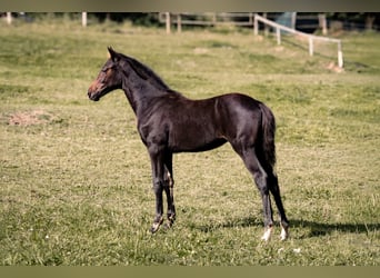 Hanoverian, Mare, Foal (04/2025), Bay-Dark
