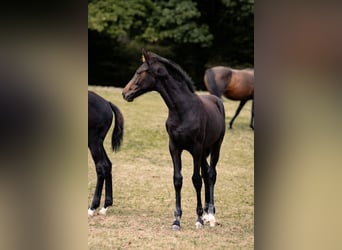 Hanoverian, Mare, Foal (04/2025), Bay-Dark