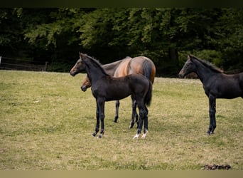Hanoverian, Mare, Foal (04/2025), Bay-Dark