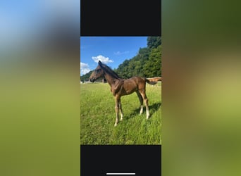 Hanoverian, Mare, Foal (05/2025), Bay-Dark