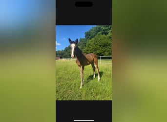 Hanoverian, Mare, Foal (05/2025), Bay-Dark