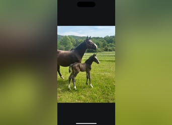Hanoverian, Mare, Foal (05/2025), Bay-Dark