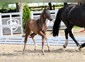 Hanoverian, Mare, Foal (03/2025), Bay-Dark