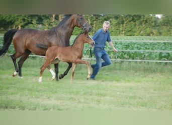 Hanoverian, Mare, , Bay-Dark