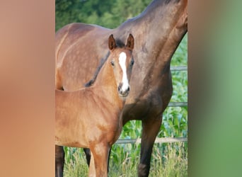Hanoverian, Mare, , Bay-Dark