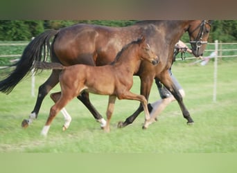 Hanoverian, Mare, , Bay-Dark