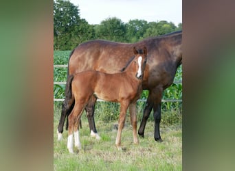 Hanoverian, Mare, , Bay-Dark