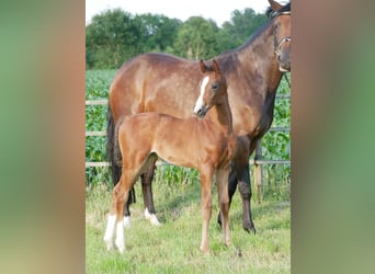Hanoverian, Mare, , Bay-Dark