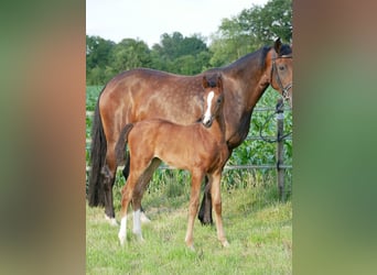 Hanoverian, Mare, , Bay-Dark