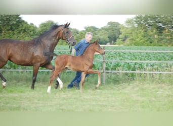 Hanoverian, Mare, , Bay-Dark