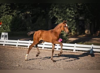 Hanoverian, Mare, Foal (04/2025), Bay-Dark
