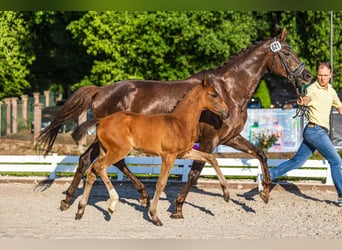 Hanoverian, Mare, Foal (04/2025), Bay-Dark