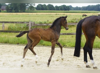 Hanoverian, Mare, Foal (05/2026), Bay-Dark