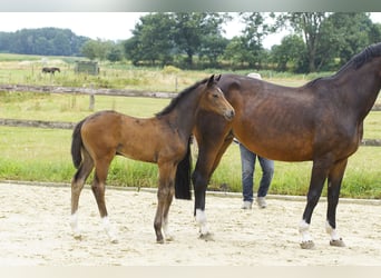 Hanoverian, Mare, Foal (05/2026), Bay-Dark