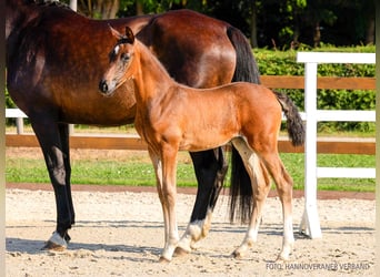 Hanoverian, Mare, Foal (06/2026), Bay-Dark