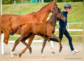 Hanoverian, Mare, Foal (06/2026), Bay-Dark