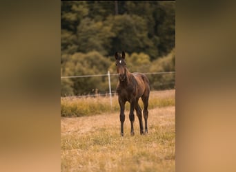 Hanoverian, Mare, Foal (02/2025), Bay-Dark