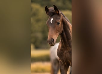 Hanoverian, Mare, Foal (02/2025), Bay-Dark