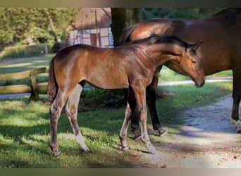 Hanoverian, Mare, Foal (06/2024), Bay-Dark