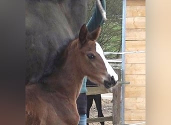 Hanoverian, Mare, , Bay-Dark