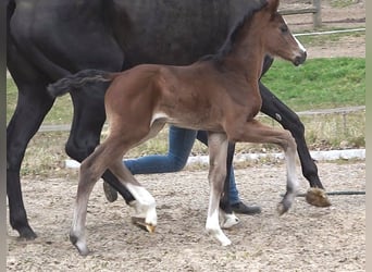Hanoverian, Mare, , Bay-Dark