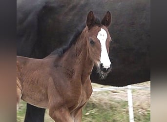 Hanoverian, Mare, , Bay-Dark
