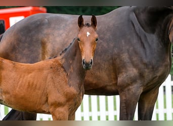 Hanoverian, Mare, , Bay-Dark