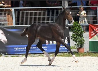 Hanoverian, Mare, Foal (04/2023), Bay-Dark
